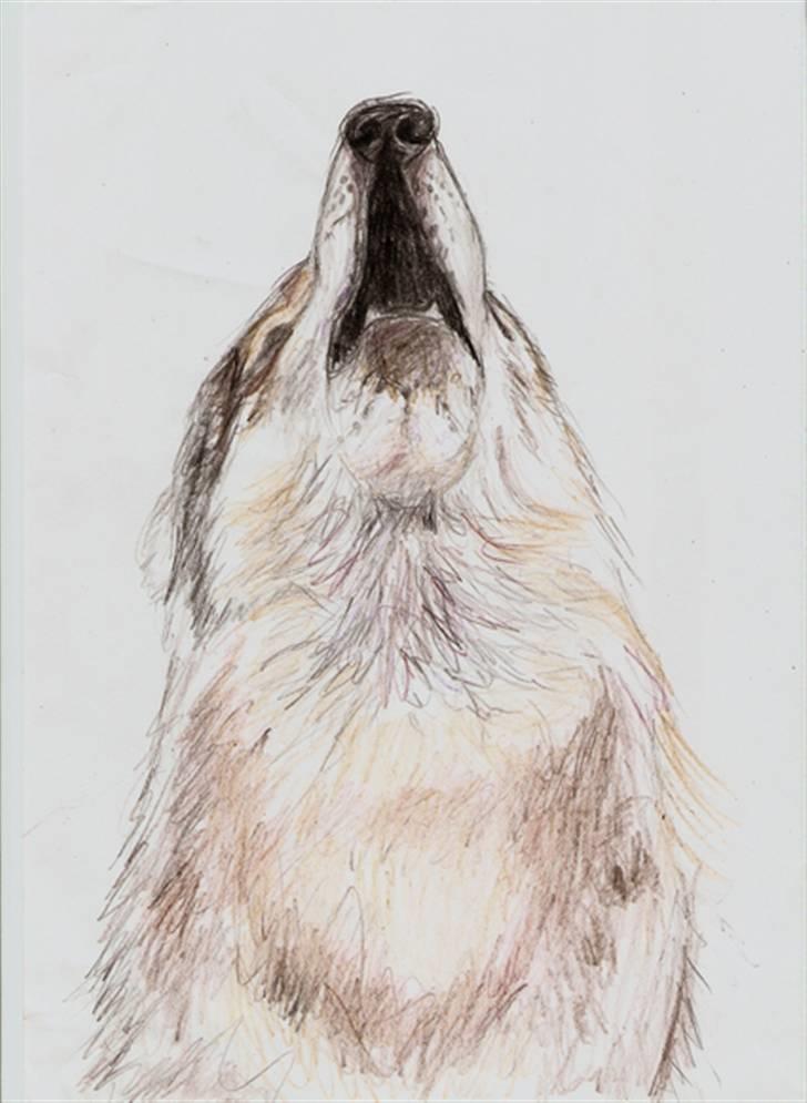 Mine tegninger... - Ulv der hyler billede 1