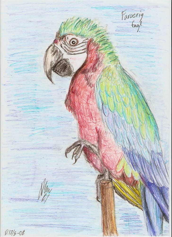 Mine tegninger... - Papegøge billede 3