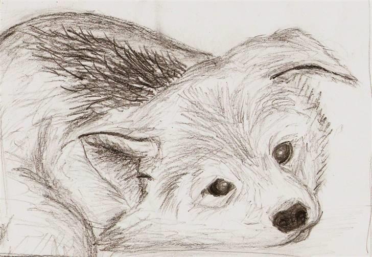 Mine tegninger... - Slædehundehvalp billede 6