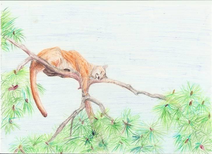 Mine tegninger... - Sovende puma billede 7