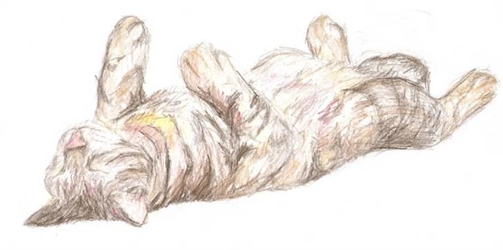 Mine tegninger... - Sovende mis billede 9