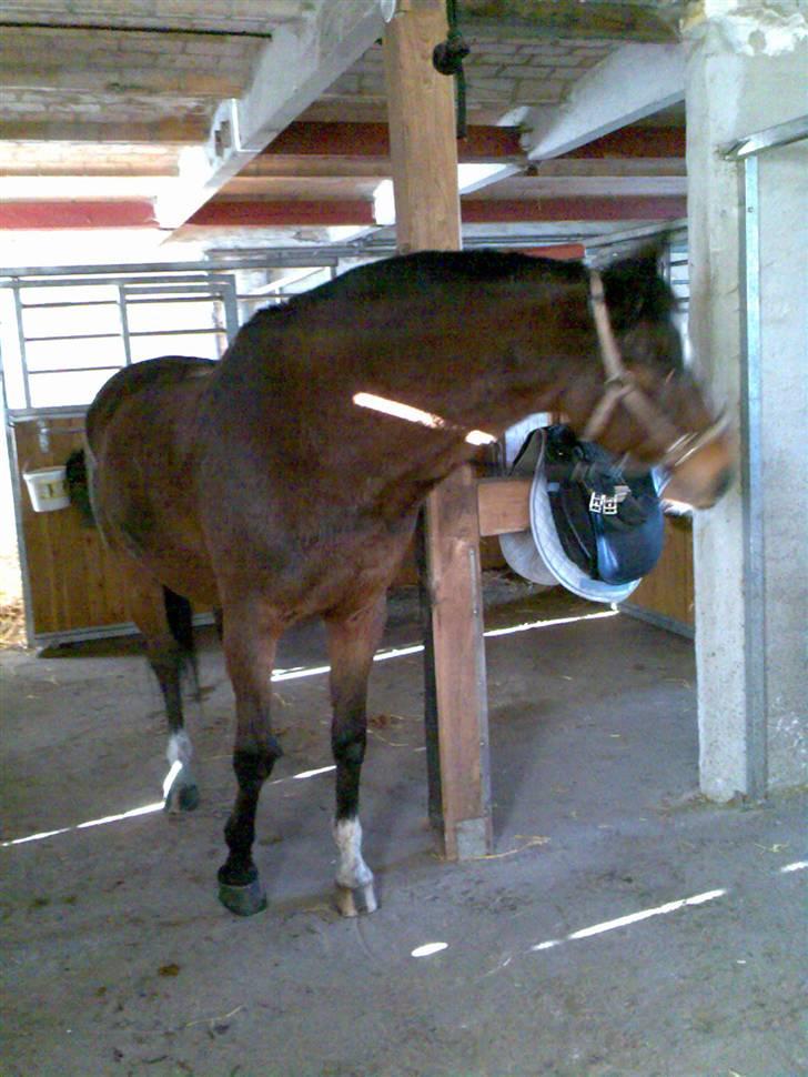 Grangården på Amager Charlie billede 3