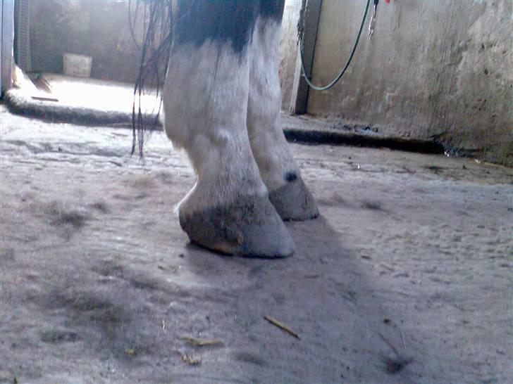 Grangården på Amager Charlie billede 6