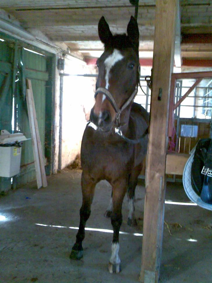 Grangården på Amager Charlie billede 7