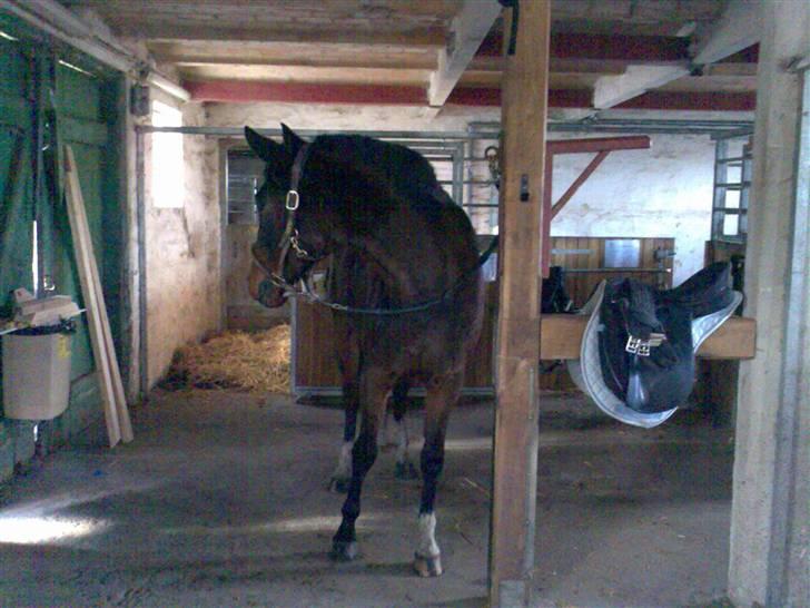 Grangården på Amager Charlie billede 8