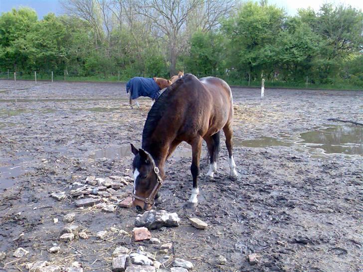 Grangården på Amager Charlie billede 9