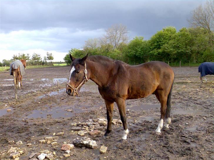 Grangården på Amager Charlie billede 10