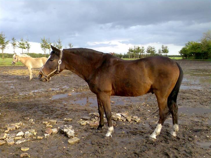 Grangården på Amager Charlie billede 13