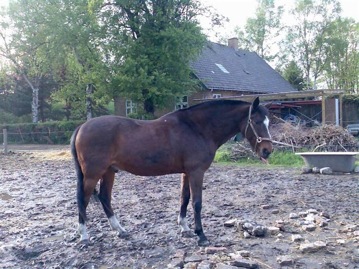 Grangården på Amager Charlie billede 14