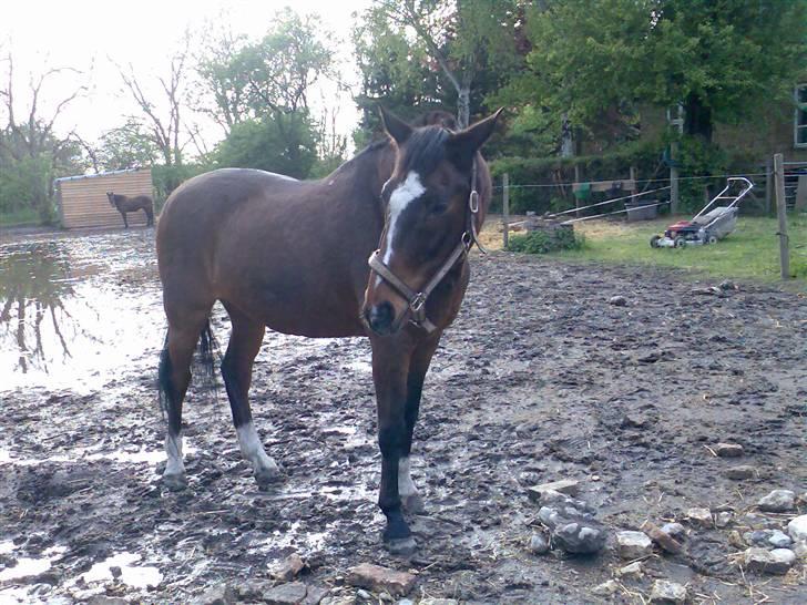Grangården på Amager Charlie billede 15