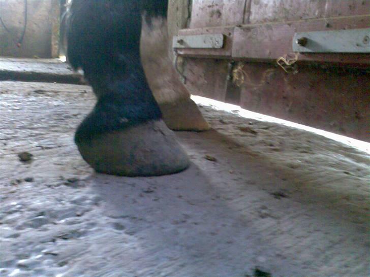 Grangården på Amager Charlie billede 16