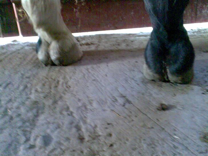 Grangården på Amager Charlie billede 17