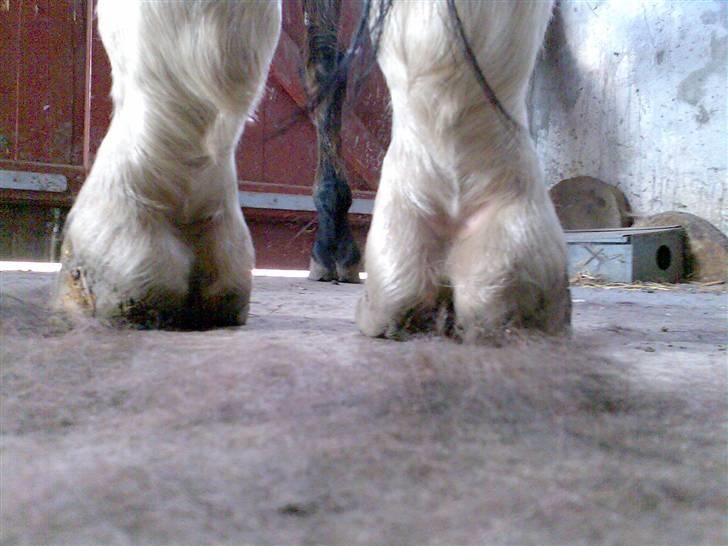 Grangården på Amager Charlie billede 18