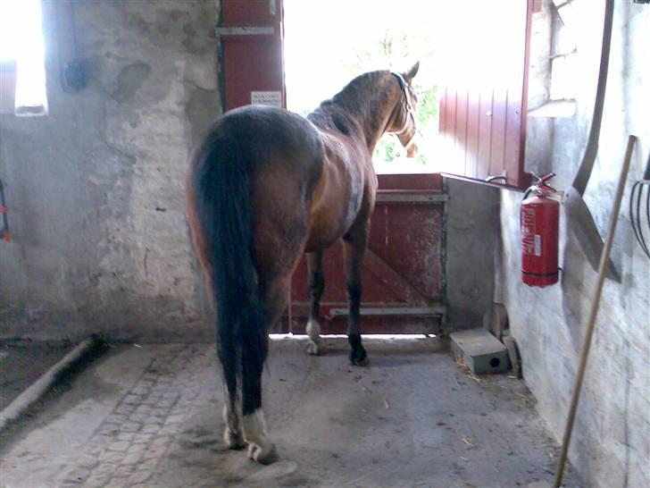 Grangården på Amager Charlie billede 19