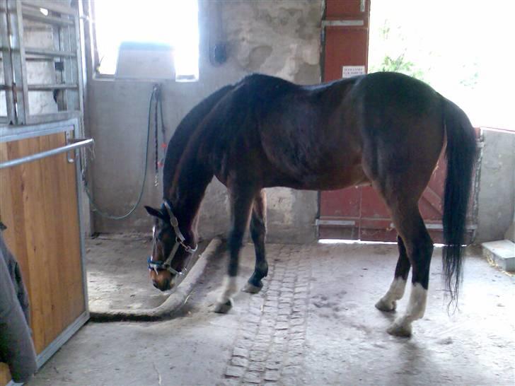 Grangården på Amager Charlie billede 20