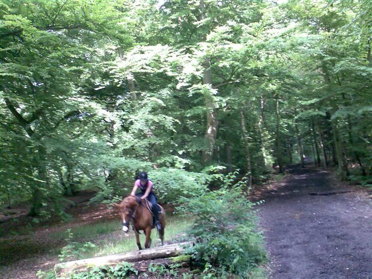 Grangården på Amager Charlie billede 21