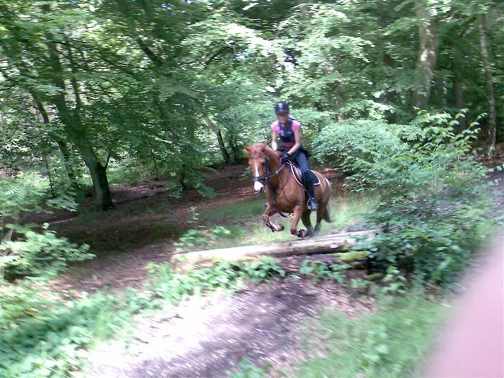 Grangården på Amager Charlie billede 22