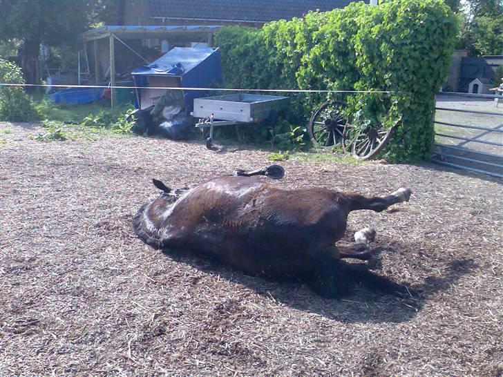 Grangården på Amager Charlie billede 23