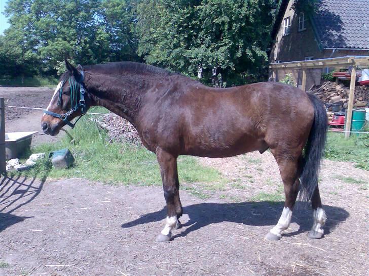 Grangården på Amager Charlie billede 24