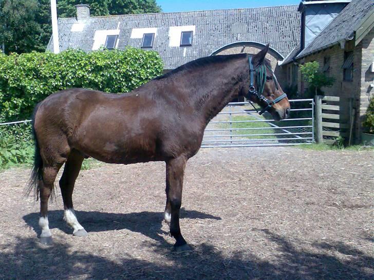 Grangården på Amager Charlie billede 1