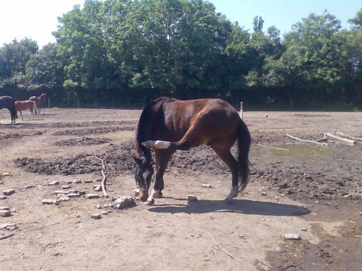 Grangården på Amager Charlie billede 25