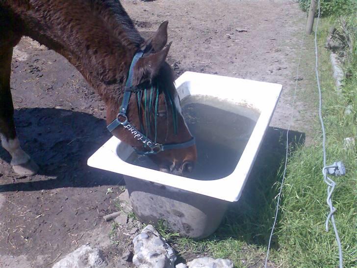 Grangården på Amager Charlie billede 26