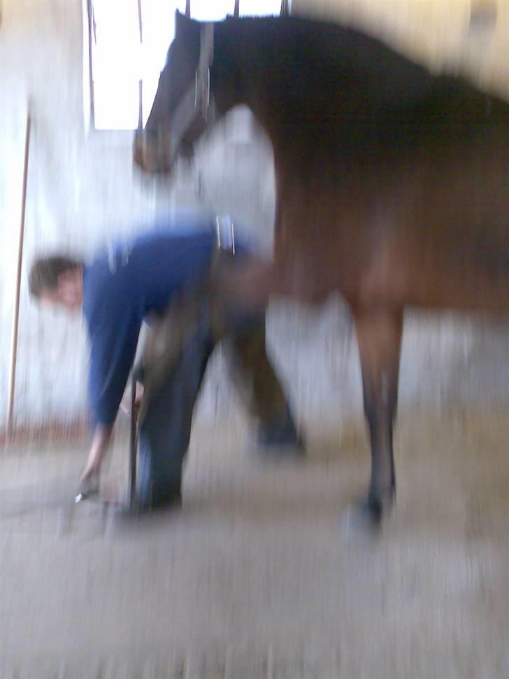 Grangården på Amager Charlie billede 27