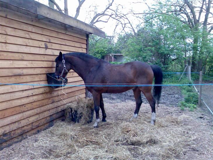 Grangården på Amager Charlie billede 28