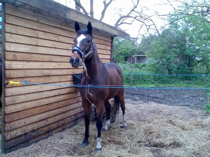 Grangården på Amager Charlie billede 29