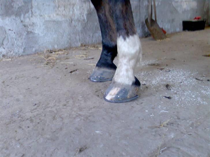 Grangården på Amager Charlie billede 30