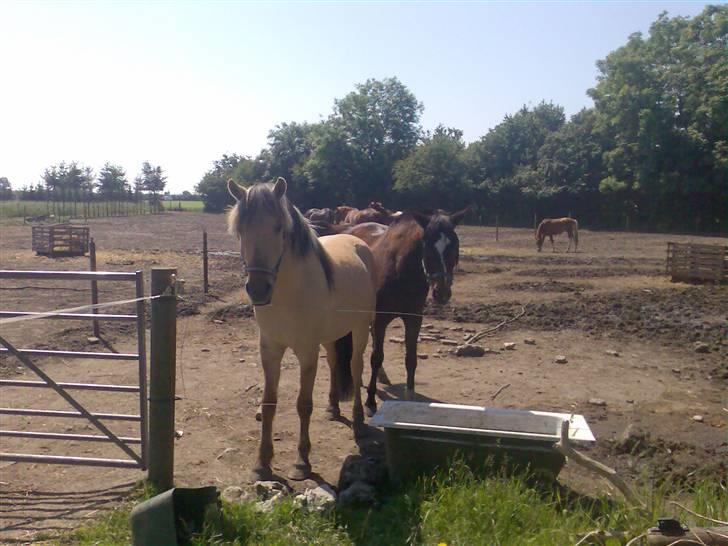 Grangården på Amager Charlie billede 31