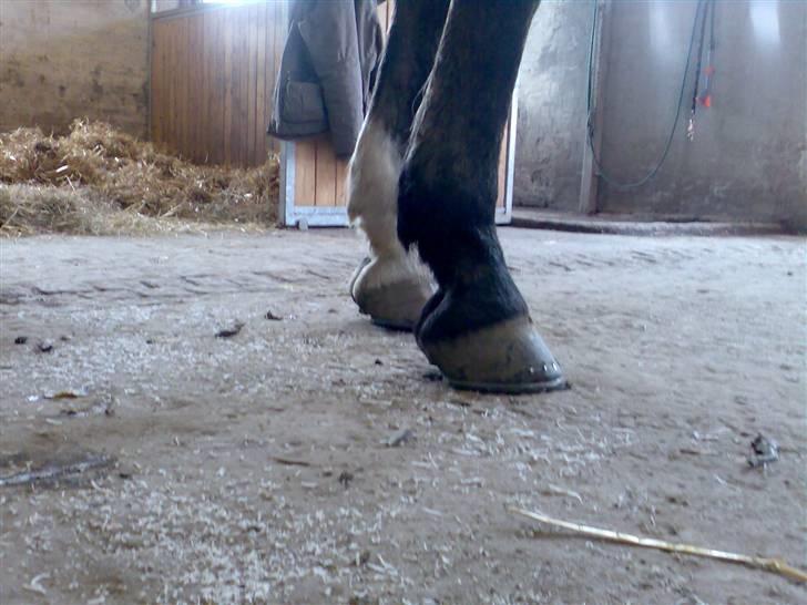 Grangården på Amager Charlie billede 32