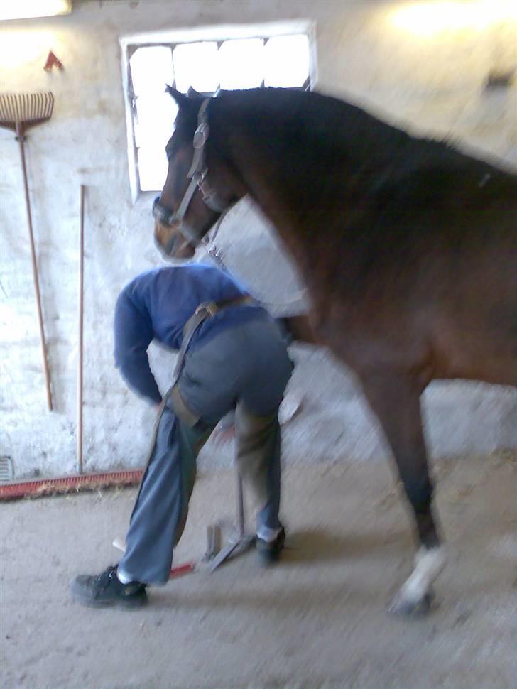 Grangården på Amager Charlie billede 33