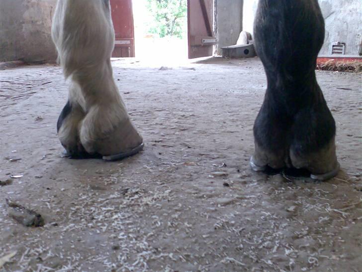 Grangården på Amager Charlie billede 34