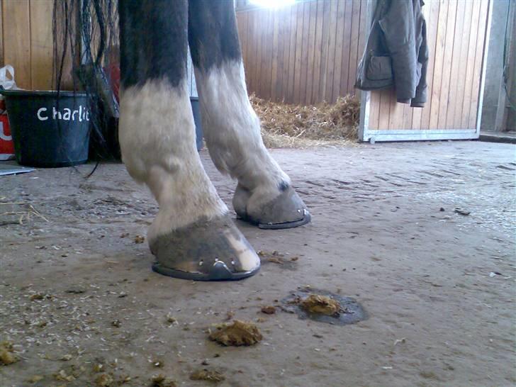 Grangården på Amager Charlie billede 35