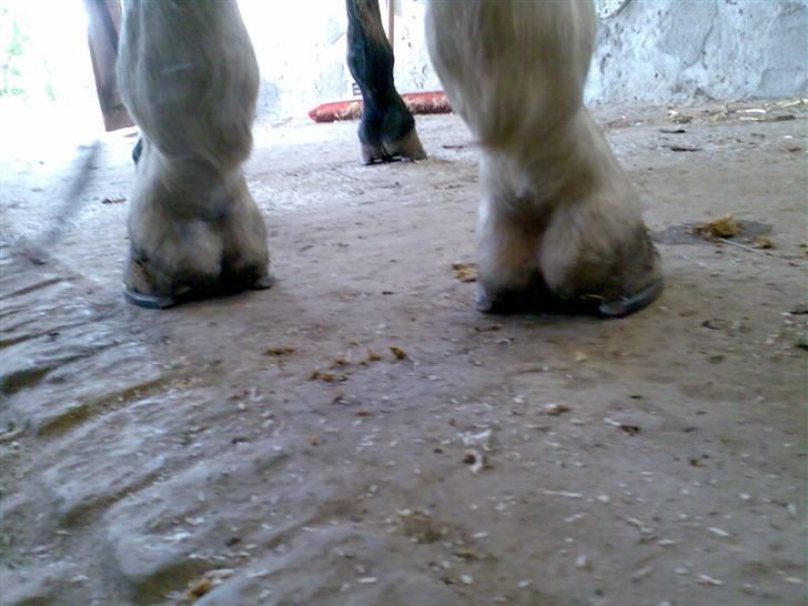 Grangården på Amager Charlie billede 36