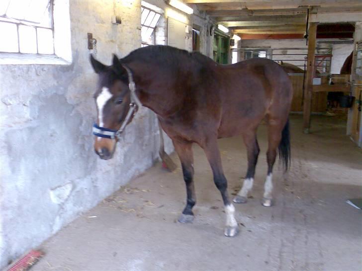 Grangården på Amager Charlie billede 37
