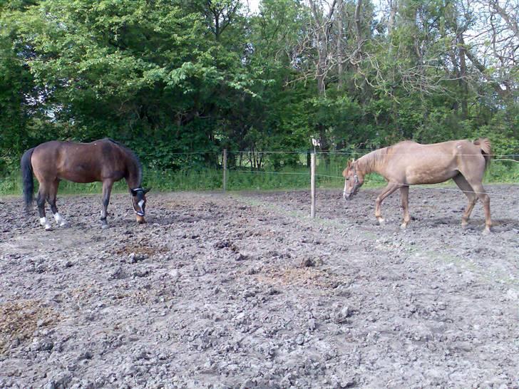 Grangården på Amager Charlie billede 38