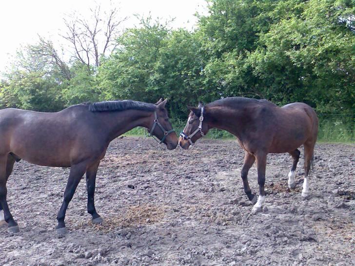 Grangården på Amager Charlie billede 39