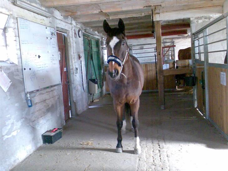 Grangården på Amager Charlie billede 40