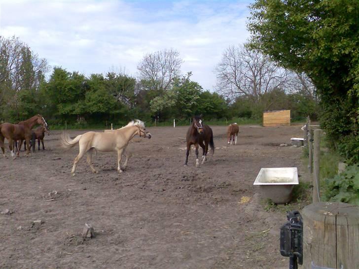 Grangården på Amager Charlie billede 41