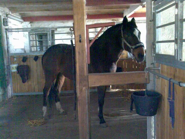 Grangården på Amager Charlie billede 42