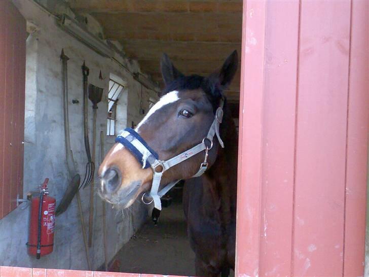 Grangården på Amager Charlie billede 43