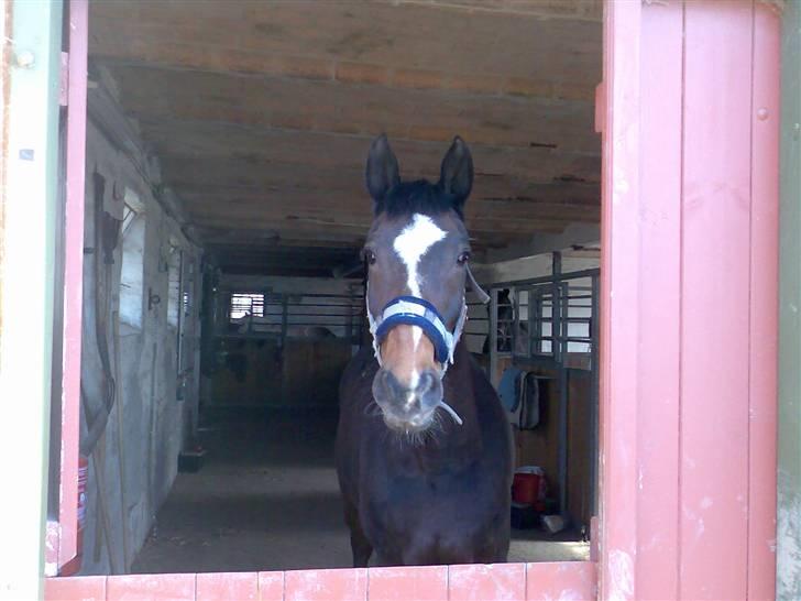 Grangården på Amager Charlie billede 44