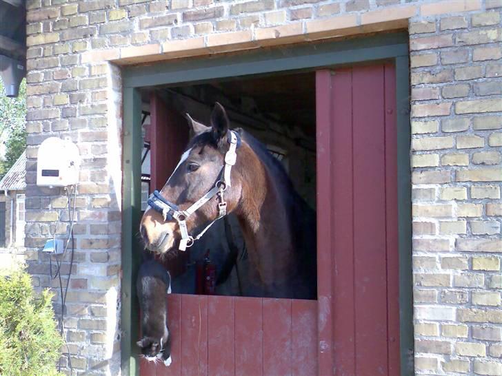 Grangården på Amager Charlie billede 45