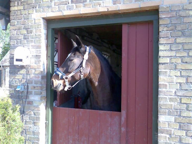 Grangården på Amager Charlie billede 46