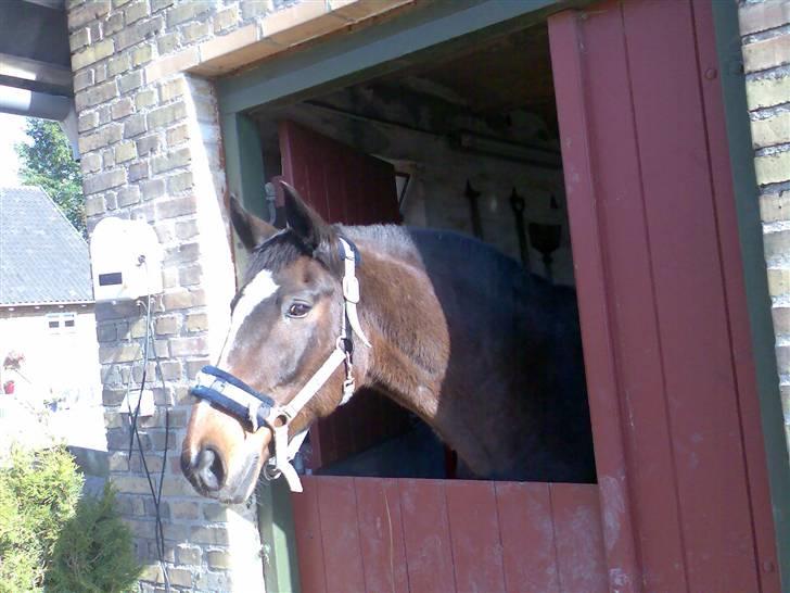 Grangården på Amager Charlie billede 48