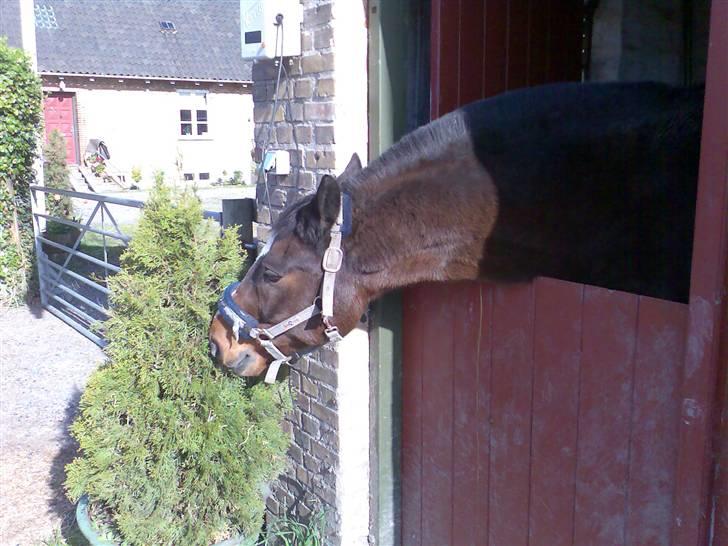 Grangården på Amager Charlie billede 49