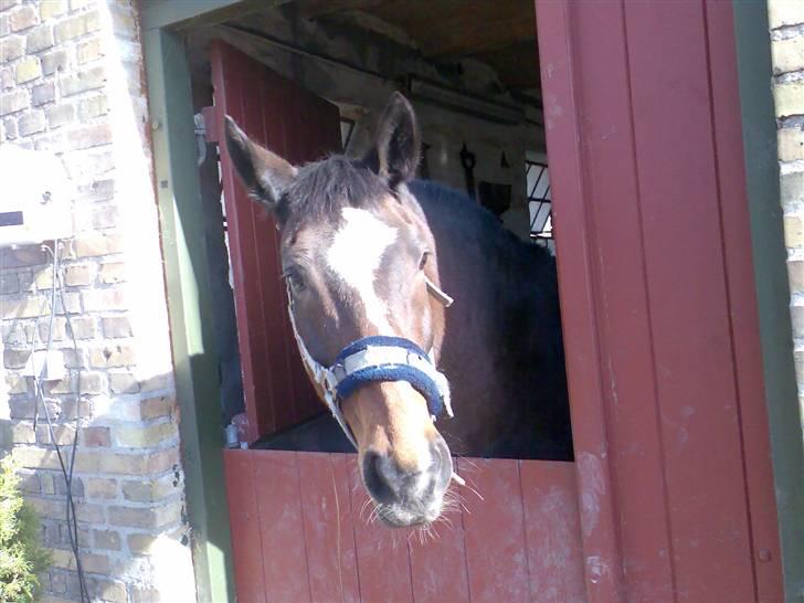 Grangården på Amager Charlie billede 50