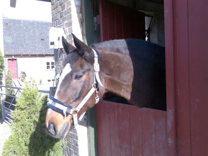 Grangården på Amager Charlie billede 51